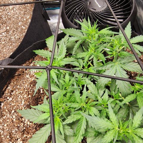 LSD Auto growlog timeline photo