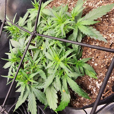 LSD Auto growlog timeline photo