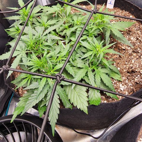 LSD Auto growlog timeline photo