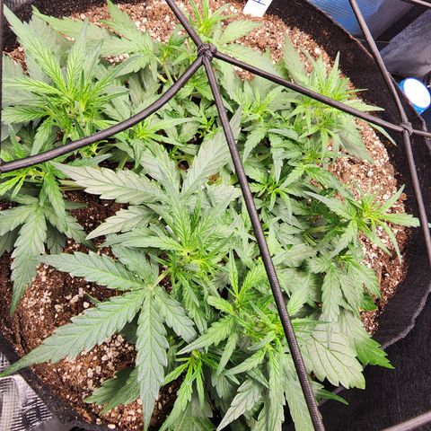 LSD Auto growlog timeline photo