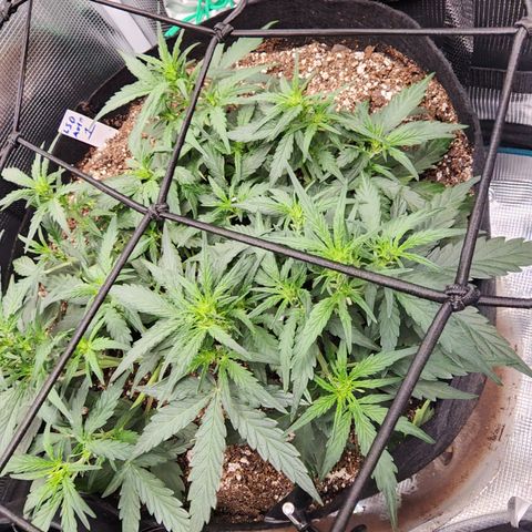 LSD Auto growlog timeline photo