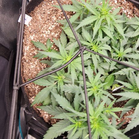 LSD Auto growlog timeline photo