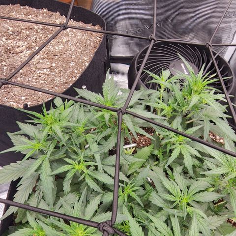 LSD Auto growlog timeline photo