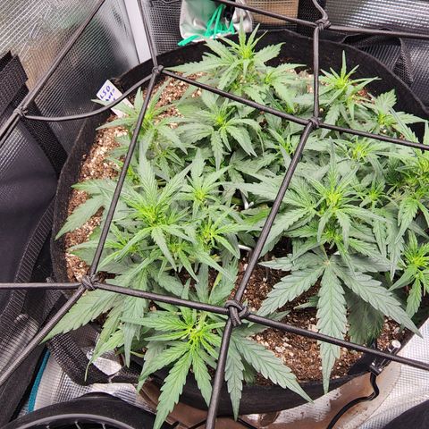 LSD Auto growlog timeline photo