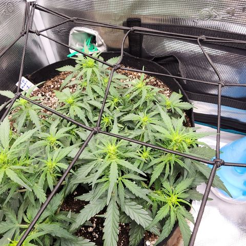 LSD Auto growlog timeline photo