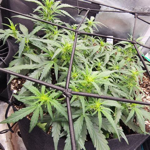 LSD Auto growlog timeline photo