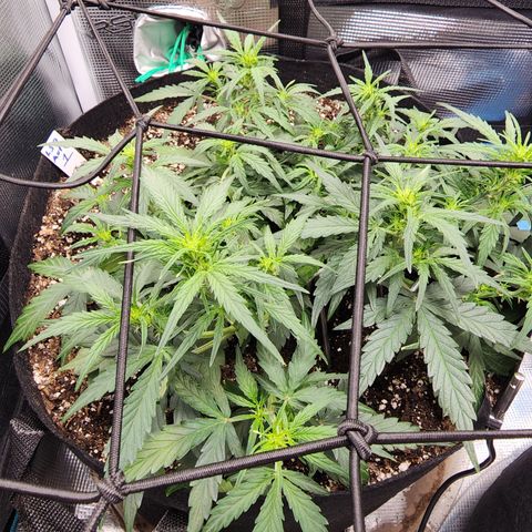 LSD Auto growlog timeline photo