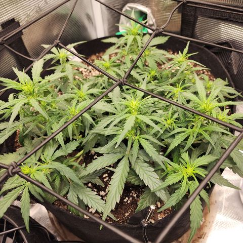 LSD Auto growlog timeline photo