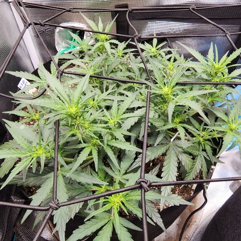 LSD Auto growlog timeline photo