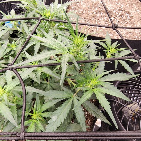 LSD Auto growlog timeline photo