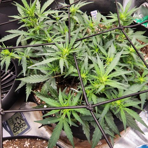 LSD Auto growlog timeline photo