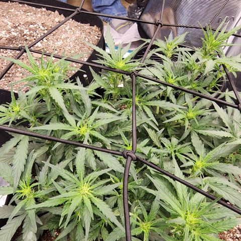 LSD Auto growlog timeline photo