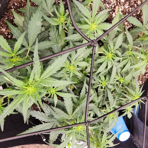 LSD Auto growlog timeline photo