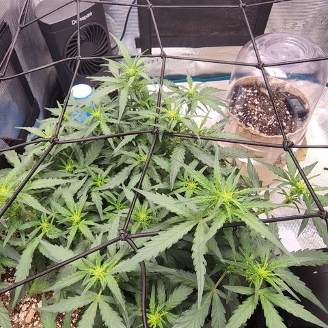 LSD Auto growlog timeline photo