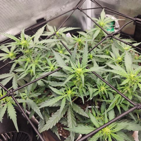LSD Auto growlog timeline photo