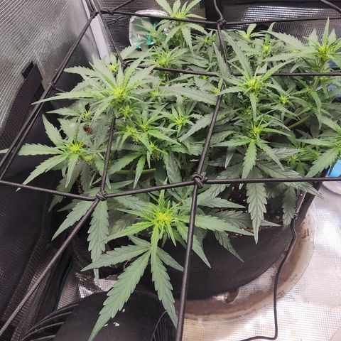 LSD Auto growlog timeline photo