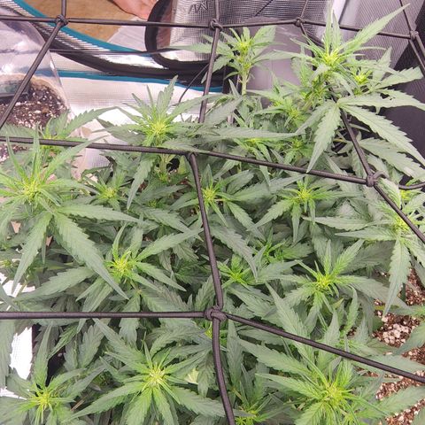 LSD Auto growlog timeline photo
