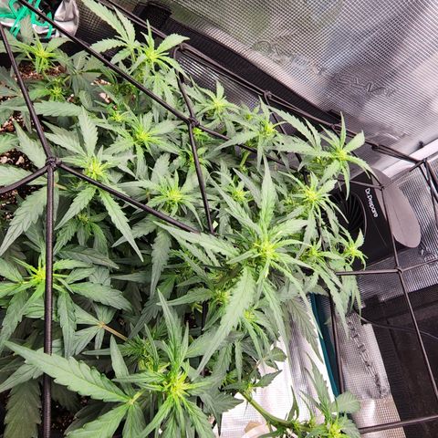 LSD Auto growlog timeline photo