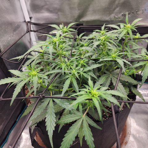 LSD Auto growlog timeline photo