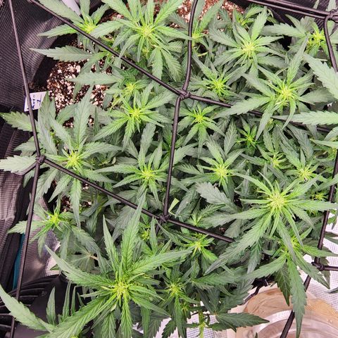 LSD Auto growlog timeline photo