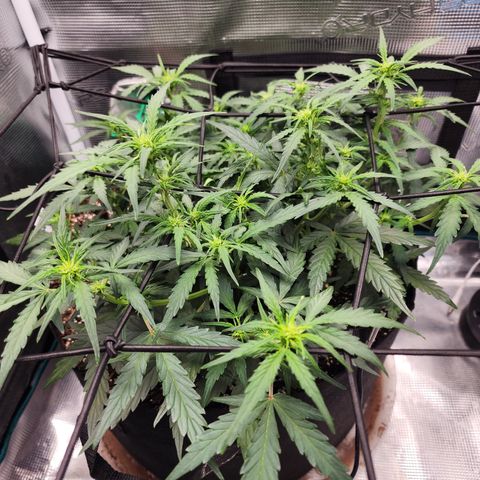 LSD Auto growlog timeline photo