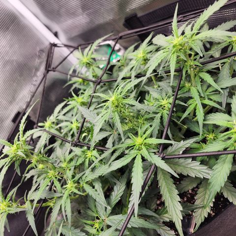 LSD Auto growlog timeline photo