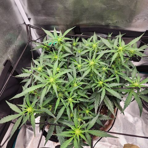 LSD Auto growlog timeline photo