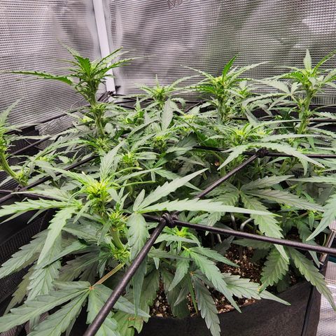 LSD Auto growlog timeline photo