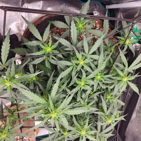 LSD Auto growlog timeline photo