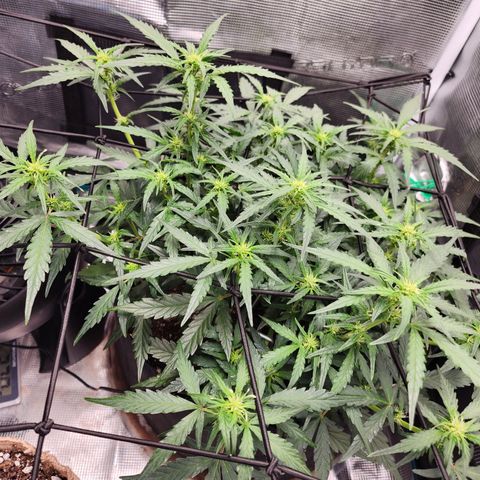 LSD Auto growlog timeline photo