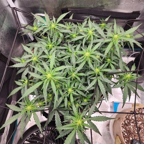LSD Auto growlog timeline photo