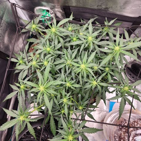 LSD Auto growlog timeline photo