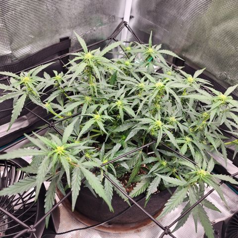 LSD Auto growlog timeline photo