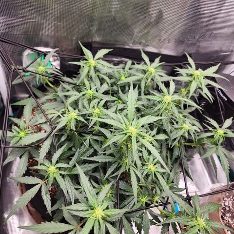 LSD Auto growlog timeline photo