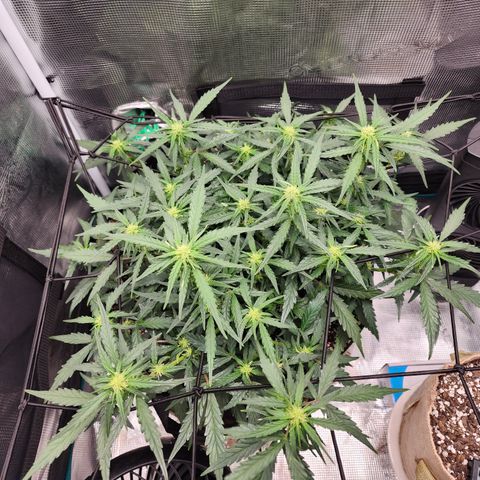 LSD Auto growlog timeline photo