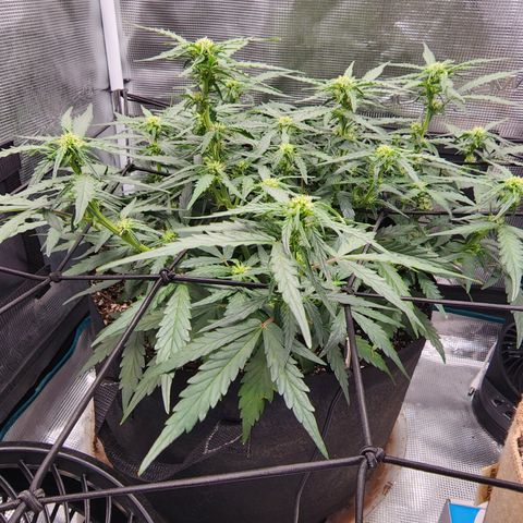 LSD Auto growlog timeline photo