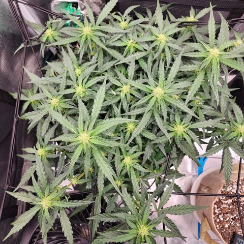 LSD Auto growlog timeline photo