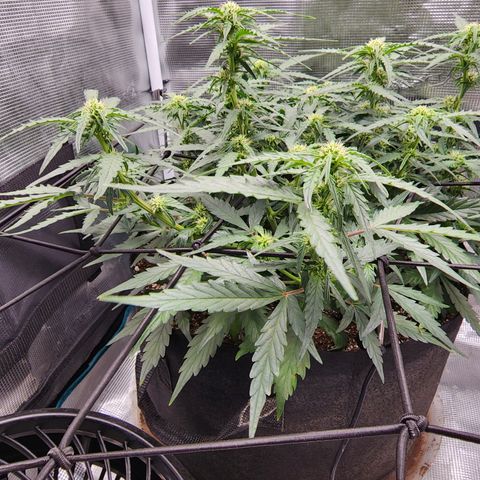 LSD Auto growlog timeline photo