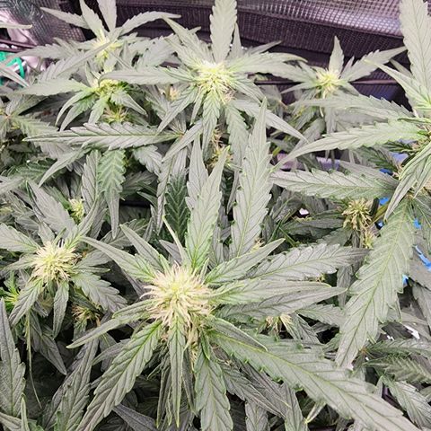 LSD Auto growlog timeline photo