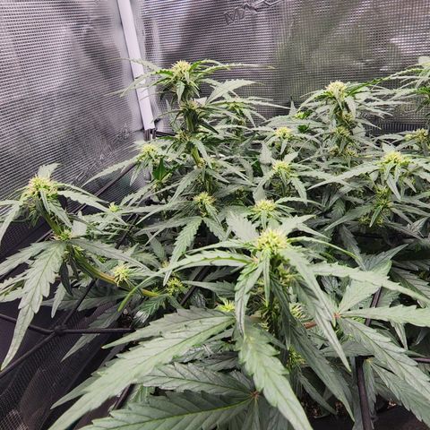 LSD Auto growlog timeline photo