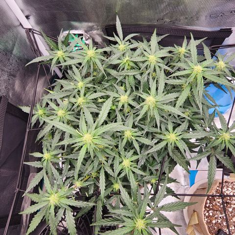 LSD Auto growlog timeline photo