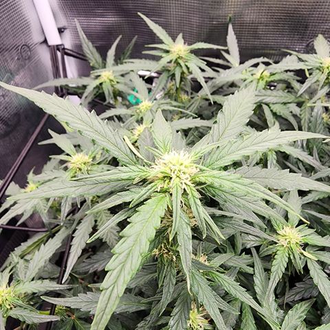 LSD Auto growlog timeline photo