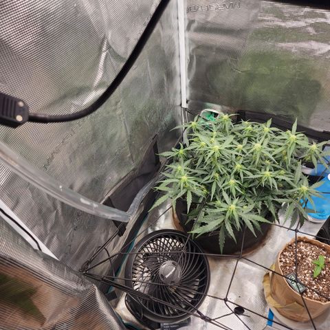 LSD Auto growlog photo: New home made drip line. 