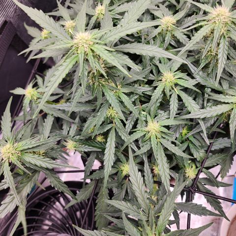 LSD Auto growlog timeline photo