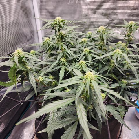LSD Auto growlog timeline photo