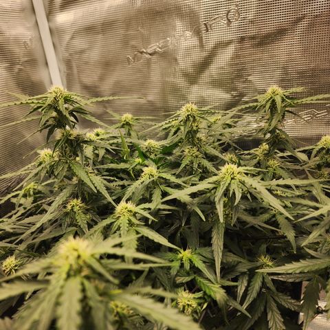 LSD Auto growlog timeline photo