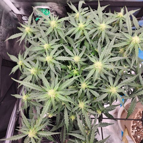 LSD Auto growlog timeline photo