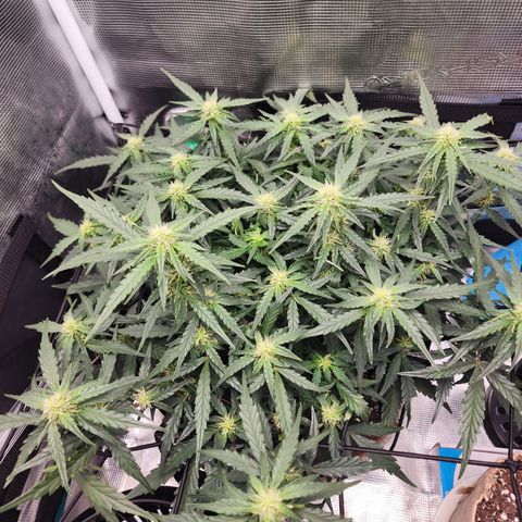 LSD Auto growlog timeline photo