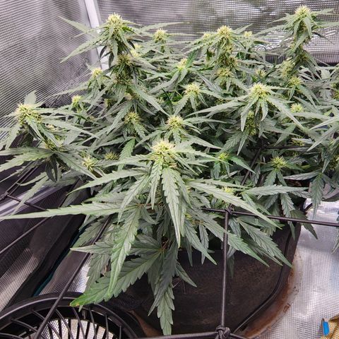 LSD Auto growlog timeline photo