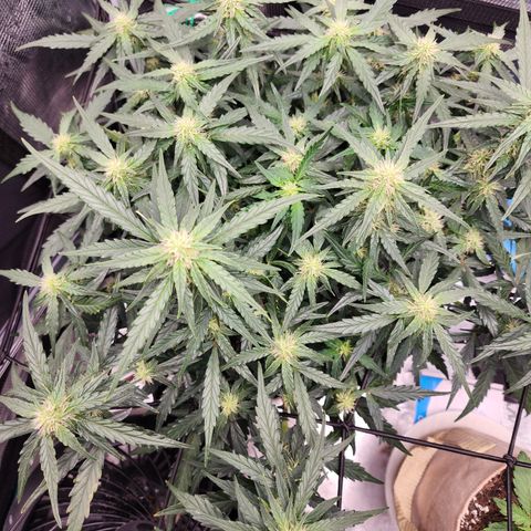 LSD Auto growlog timeline photo